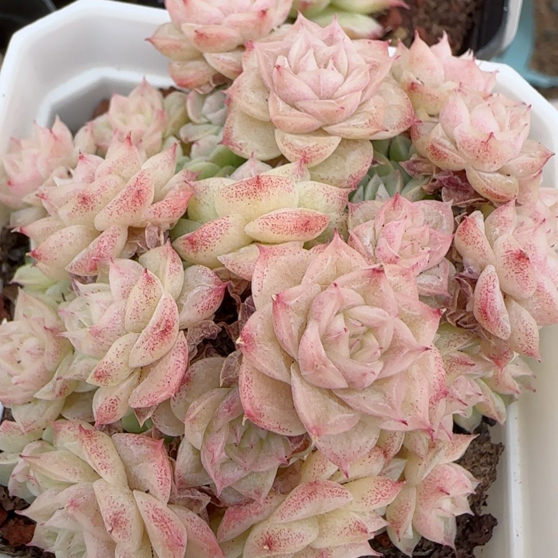 花语逸镜0203-242