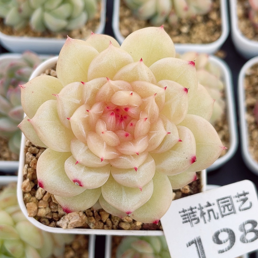 198的第一天就被我的大