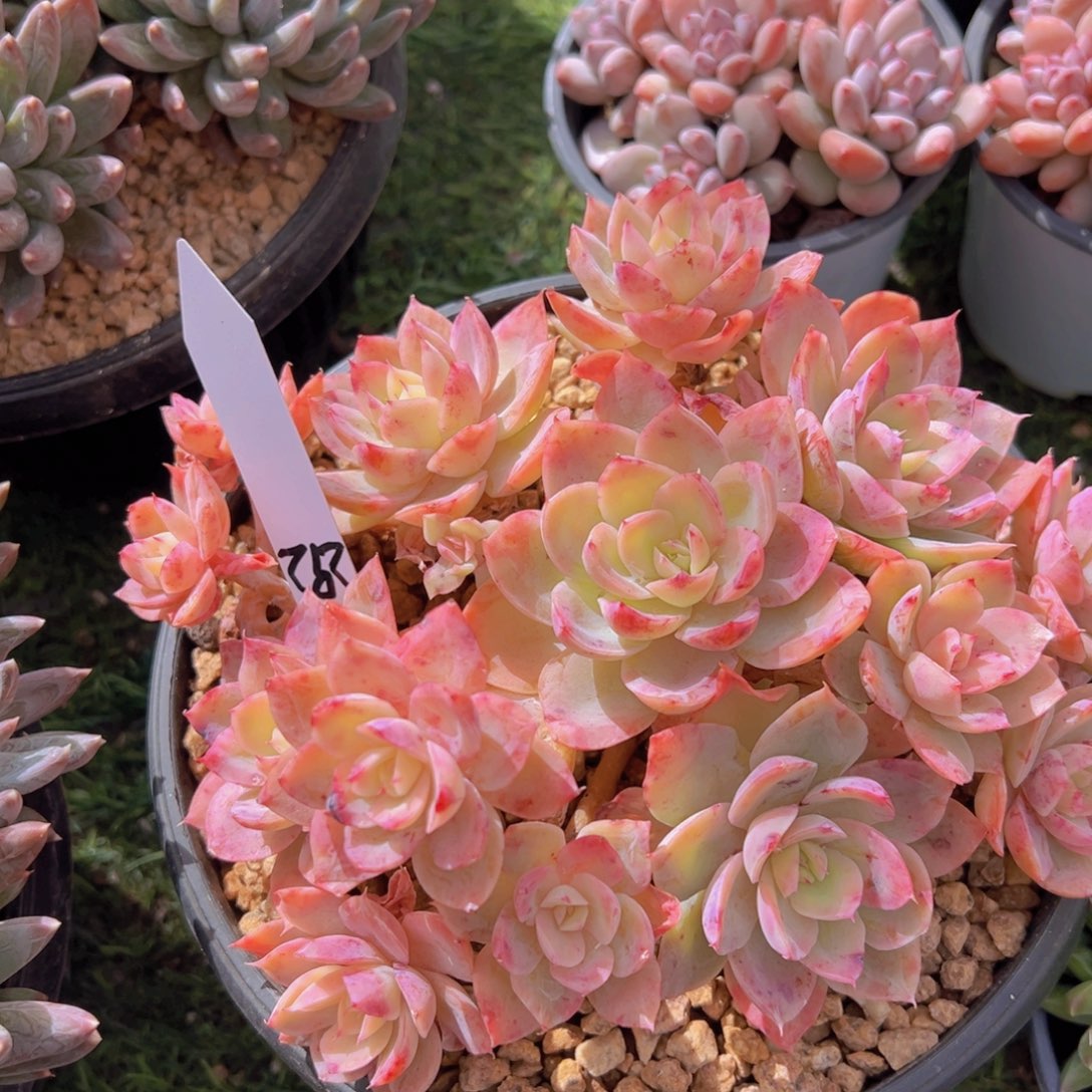 香玉的故事是一个人的故事