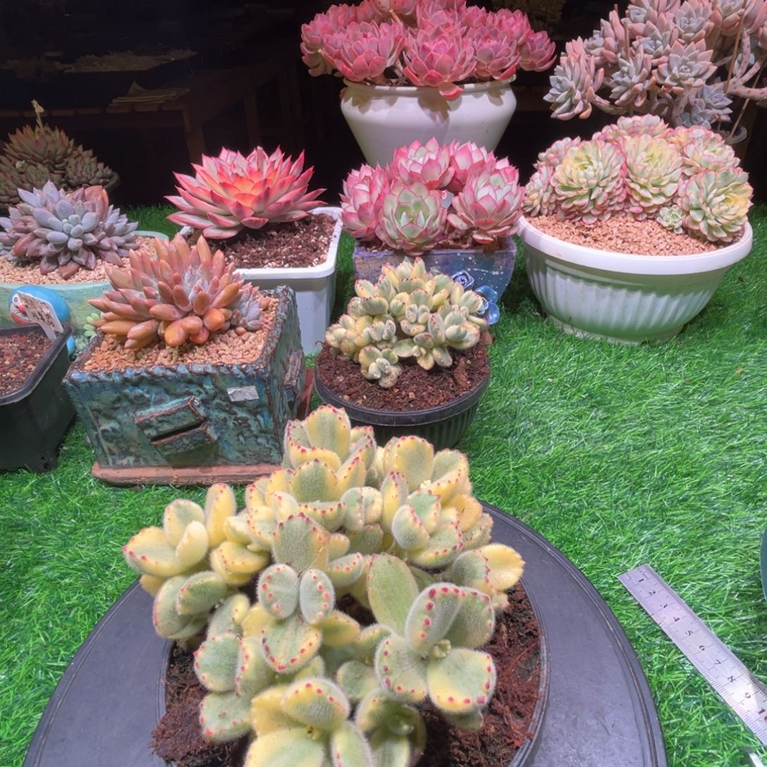 云***熊童子，一物一拍。