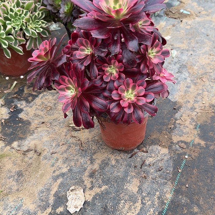 多肉法师植物链接180