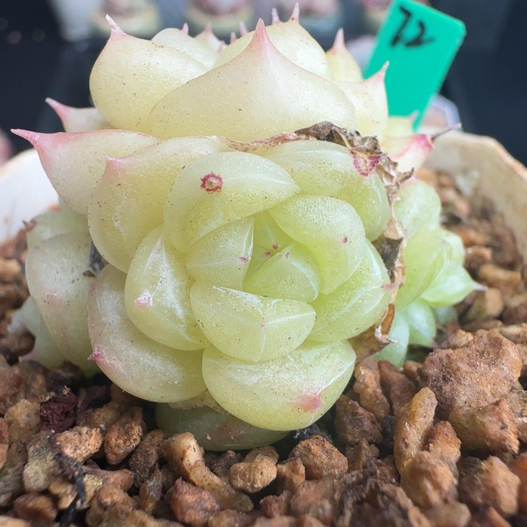 多肉72  灯泡珍妮  7厘米盆