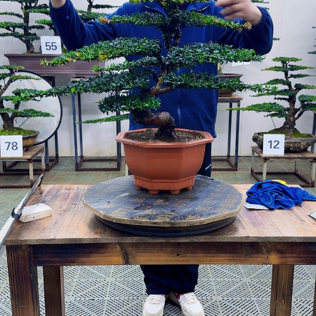 无花朵珍珠红芽罗汉松造型盆景塑料盆