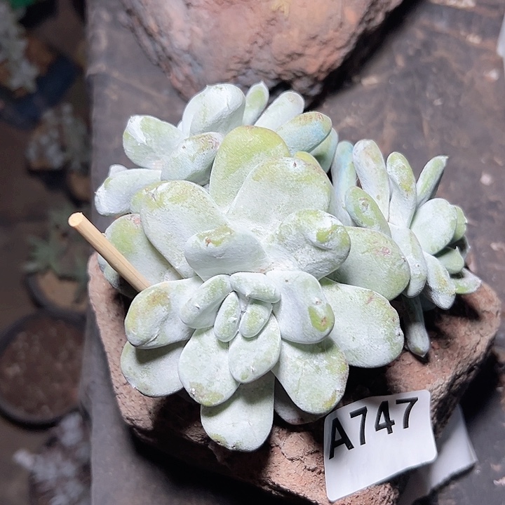 小鹿多肉福利多多747