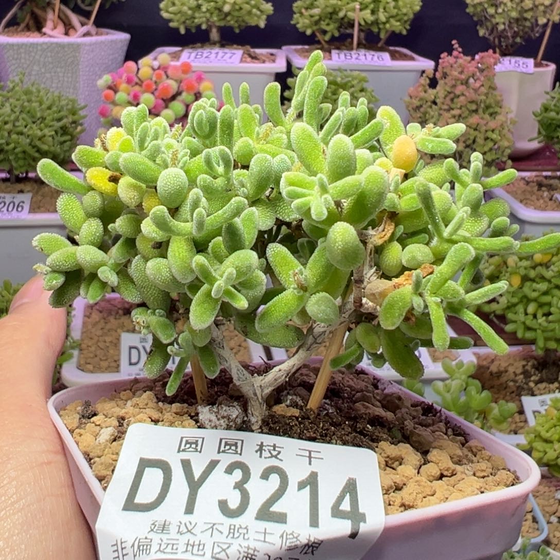 3214荔枝一物一拍