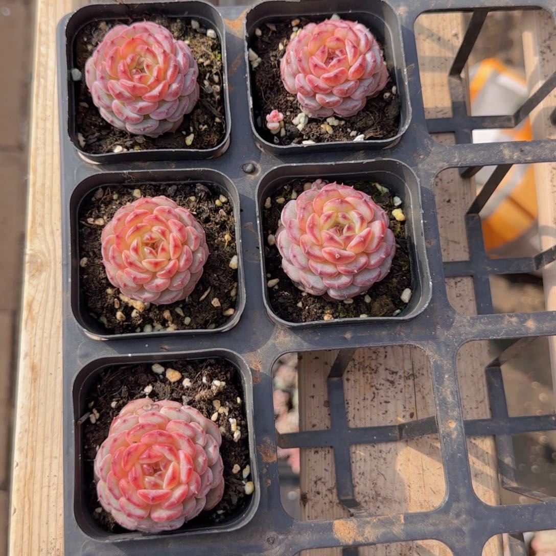 娇*?白胖子单头精控5颗