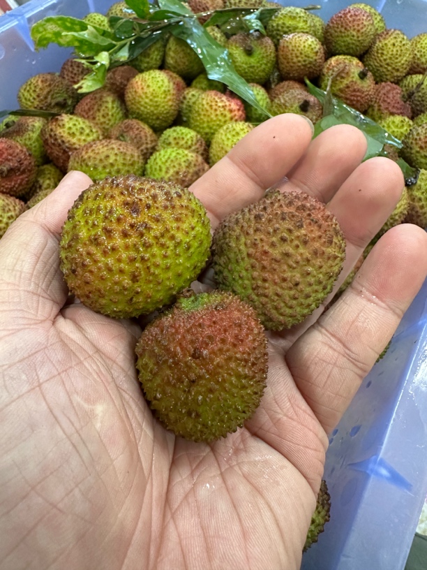 大连发货 3/5斤 小核新鲜妃子笑荔枝核小肉厚多汁