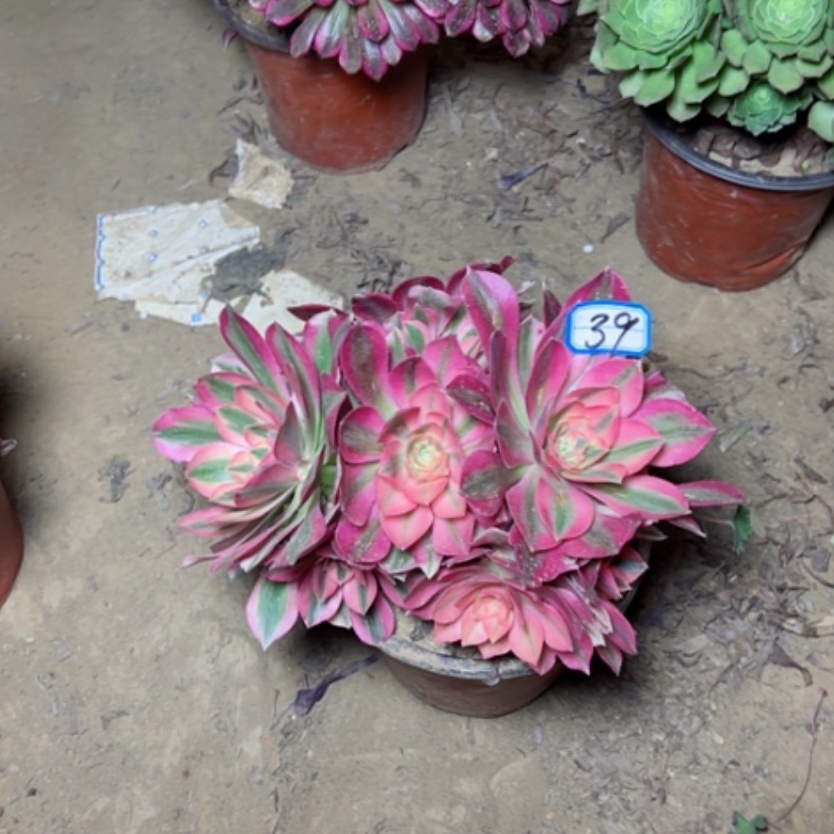 【闪购商品】多肉植物粉女巫39