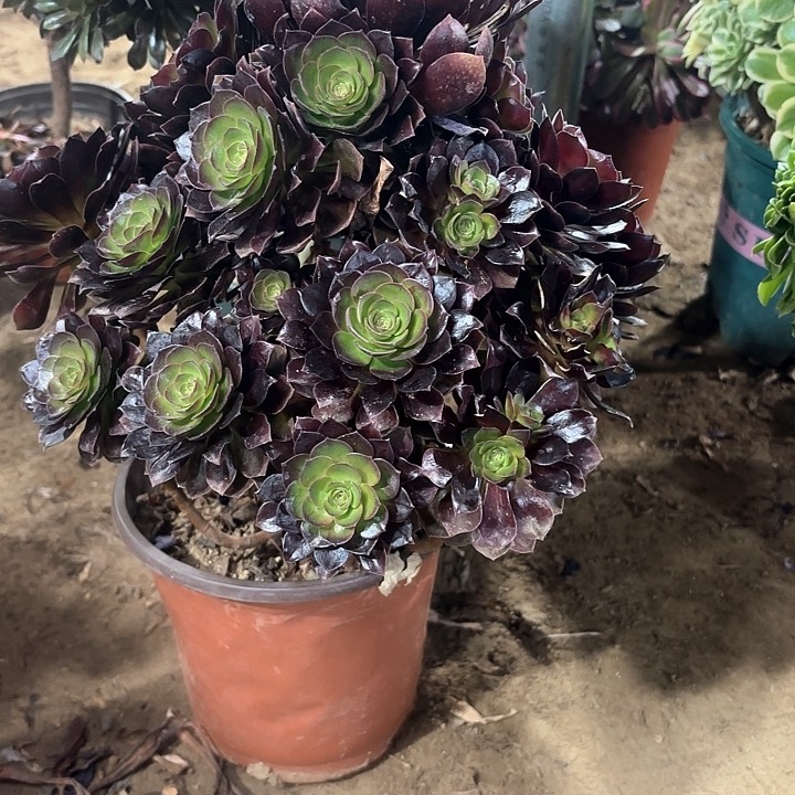 多肉植物赤焰莲84