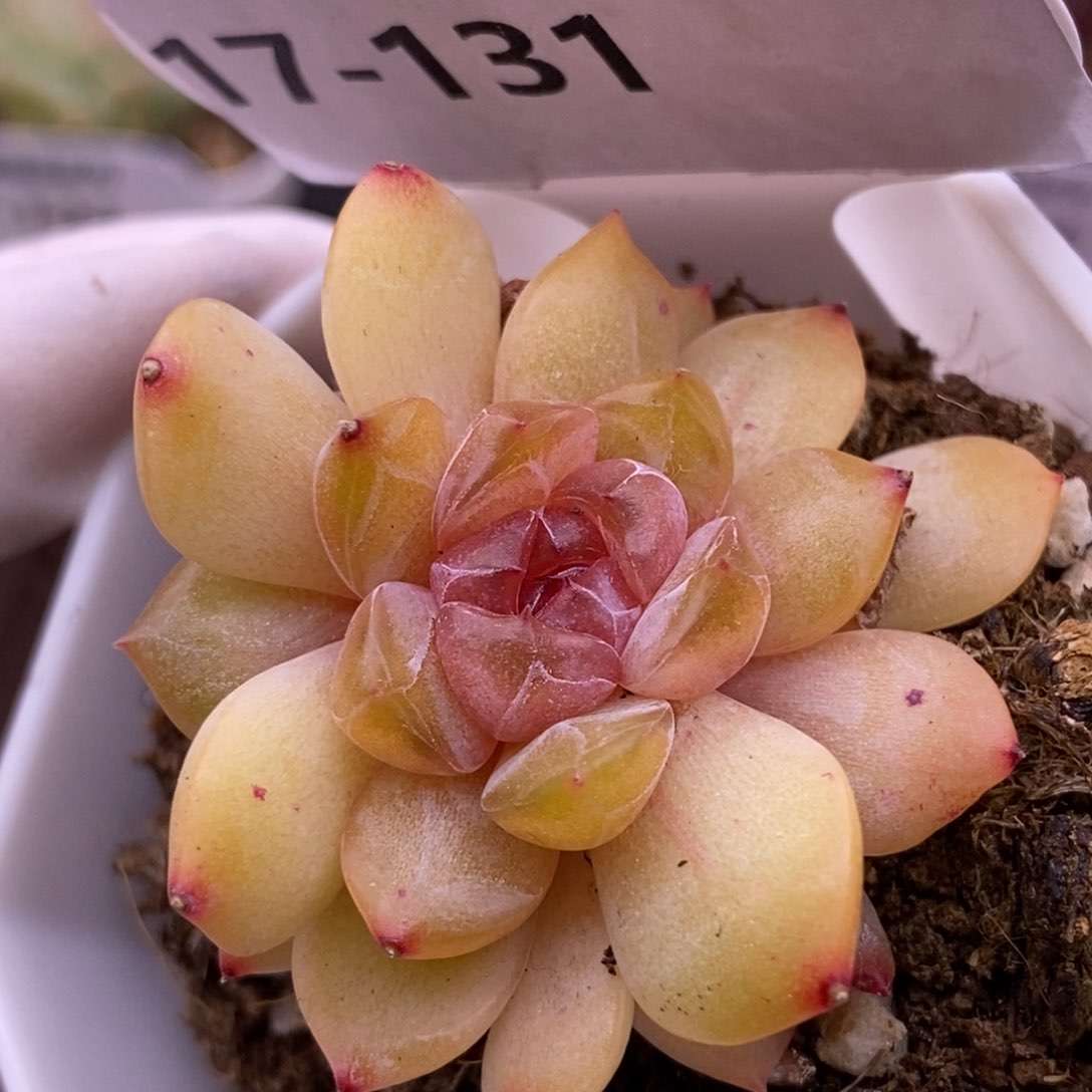 【闪购商品】17-131