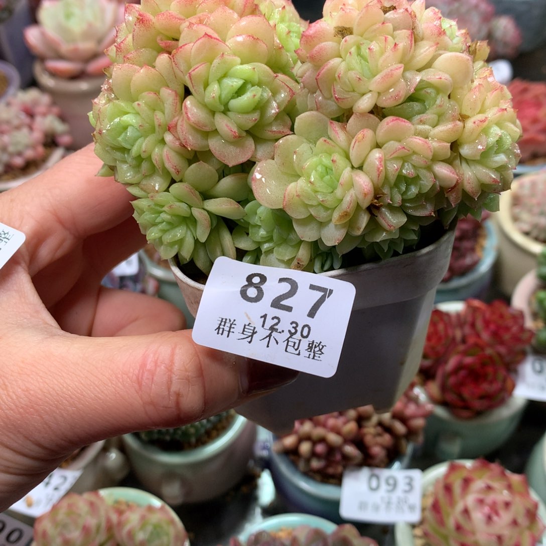 精控拇指盆12.30827