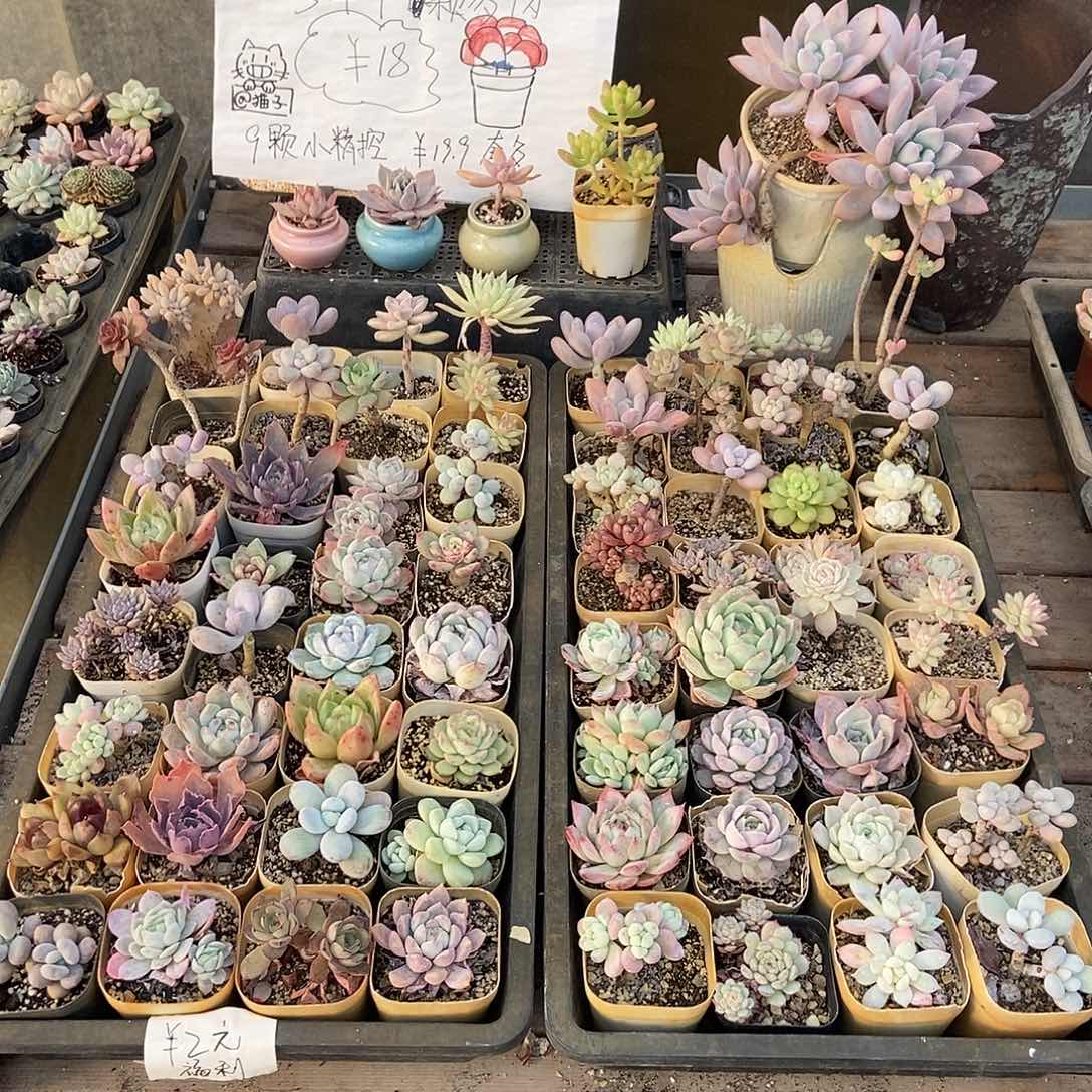 多肉组合套餐指定区域自选十个脱土发货偏远不包邮