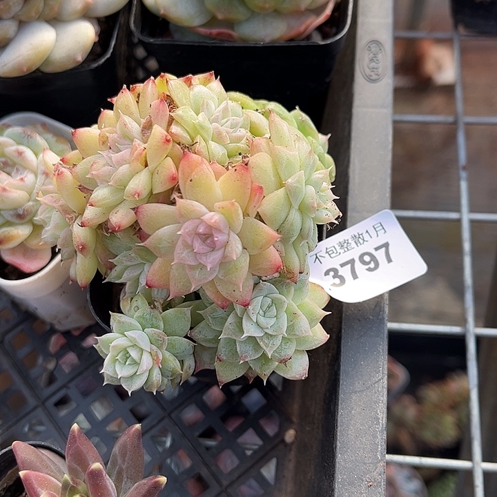 阿雅园艺。      3797