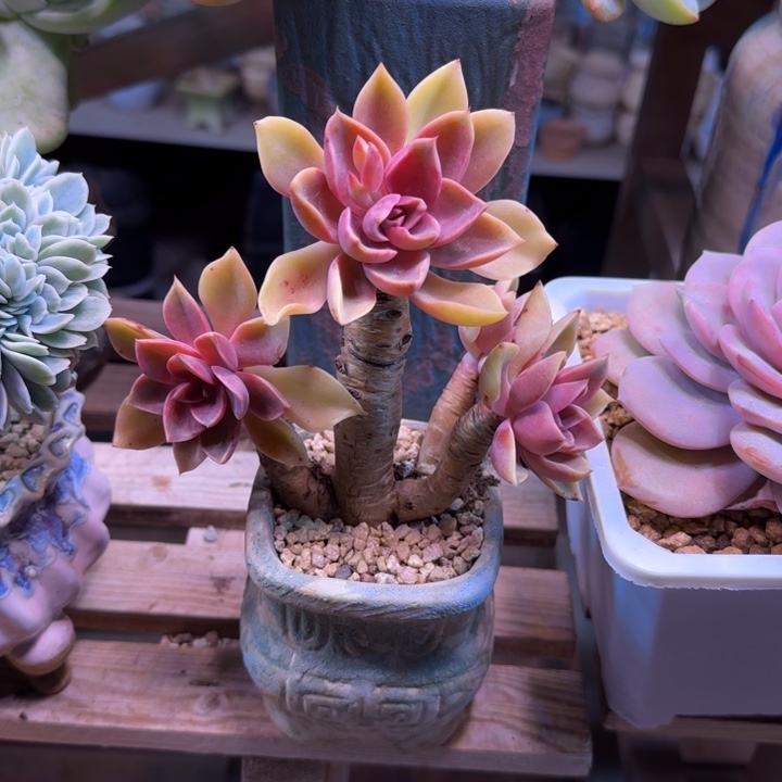 紫气东来多肉植物dezhidouzhi