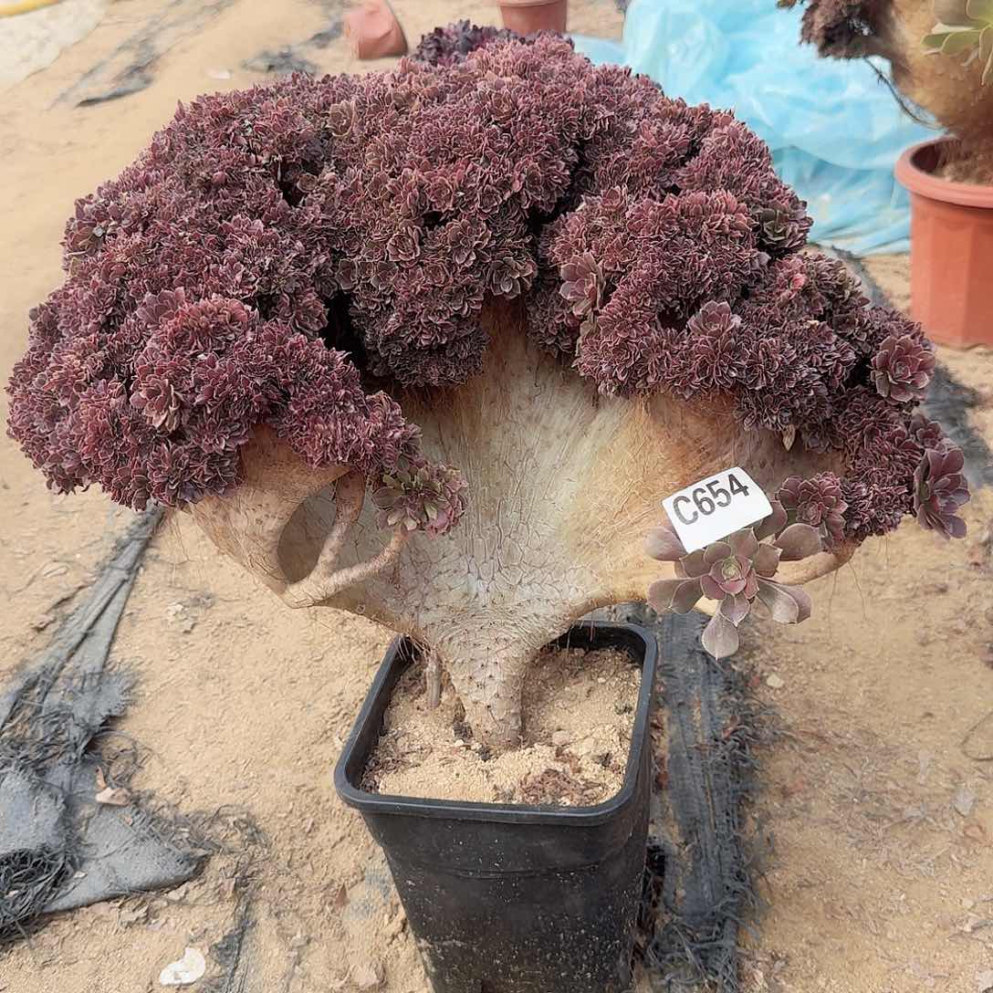 654玫瑰朵朵有伤一颗