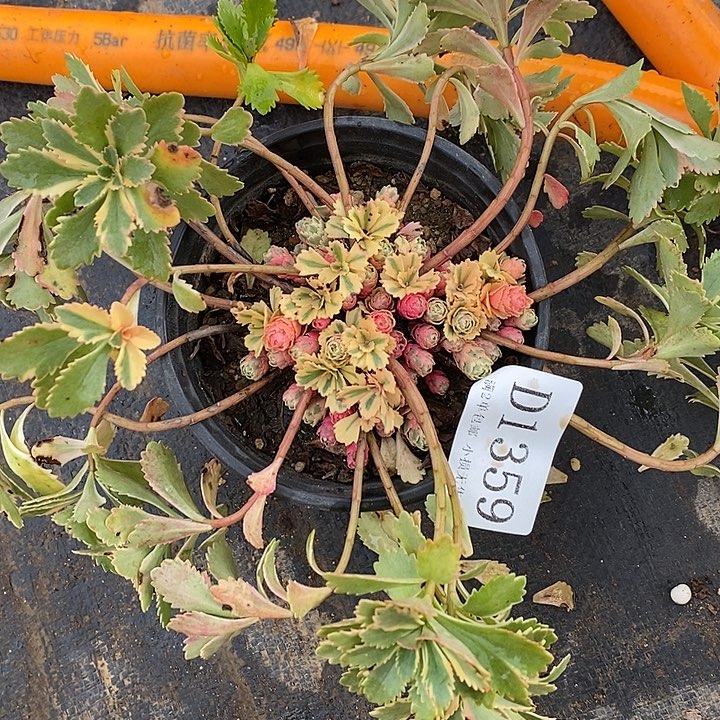 1359亚特兰蒂斯多肉