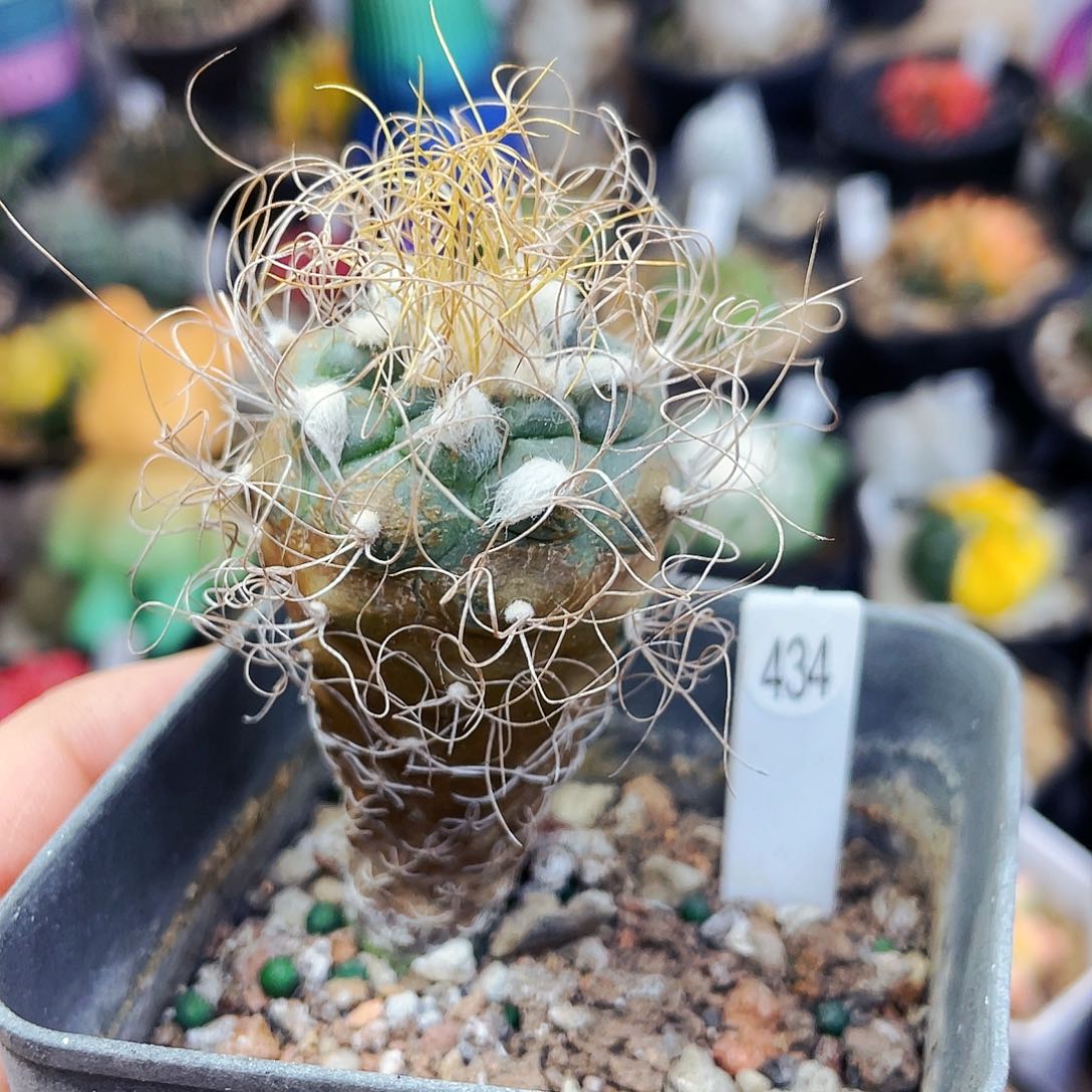 非偏远地区满25包邮仙人球