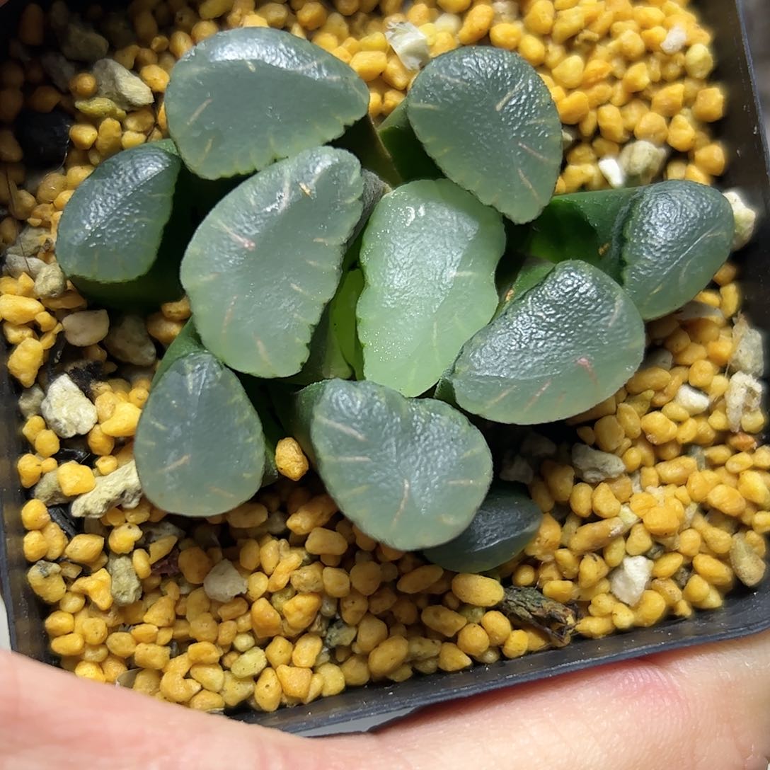 红月亮巨大化十二卷多肉植物