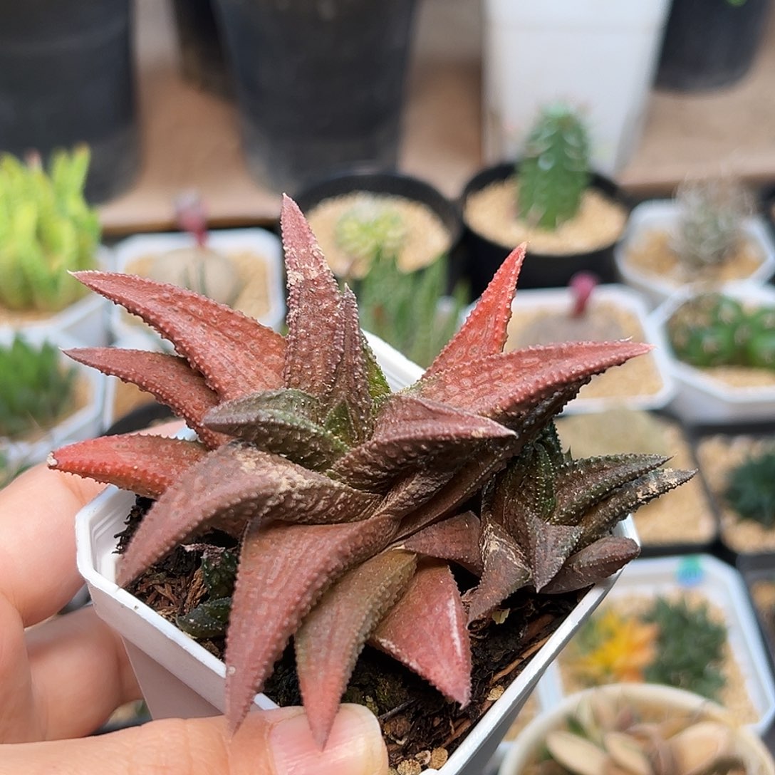 鬼瓦硬叶十二卷一颗