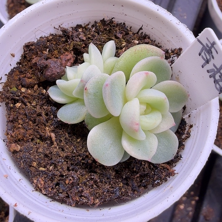 青梅双头五公分盆口