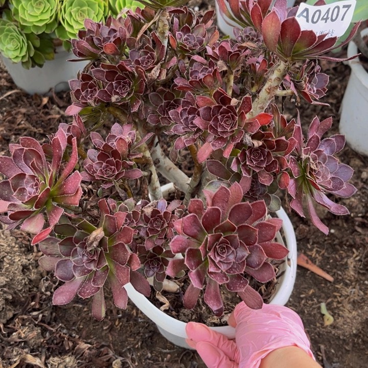 407黑豆多肉法师不包断枝