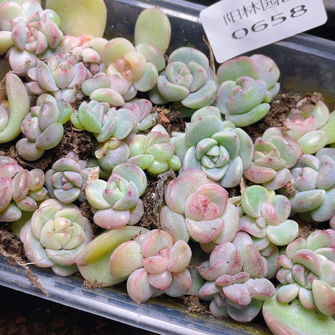 *****多肉植物多肉植物658