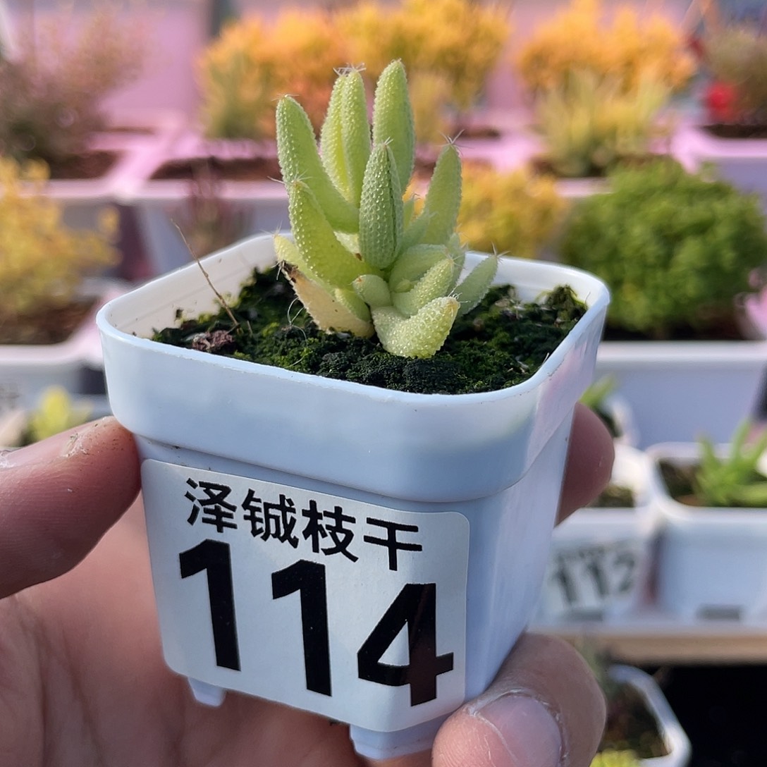 114枝干番杏拉丝玉米锦