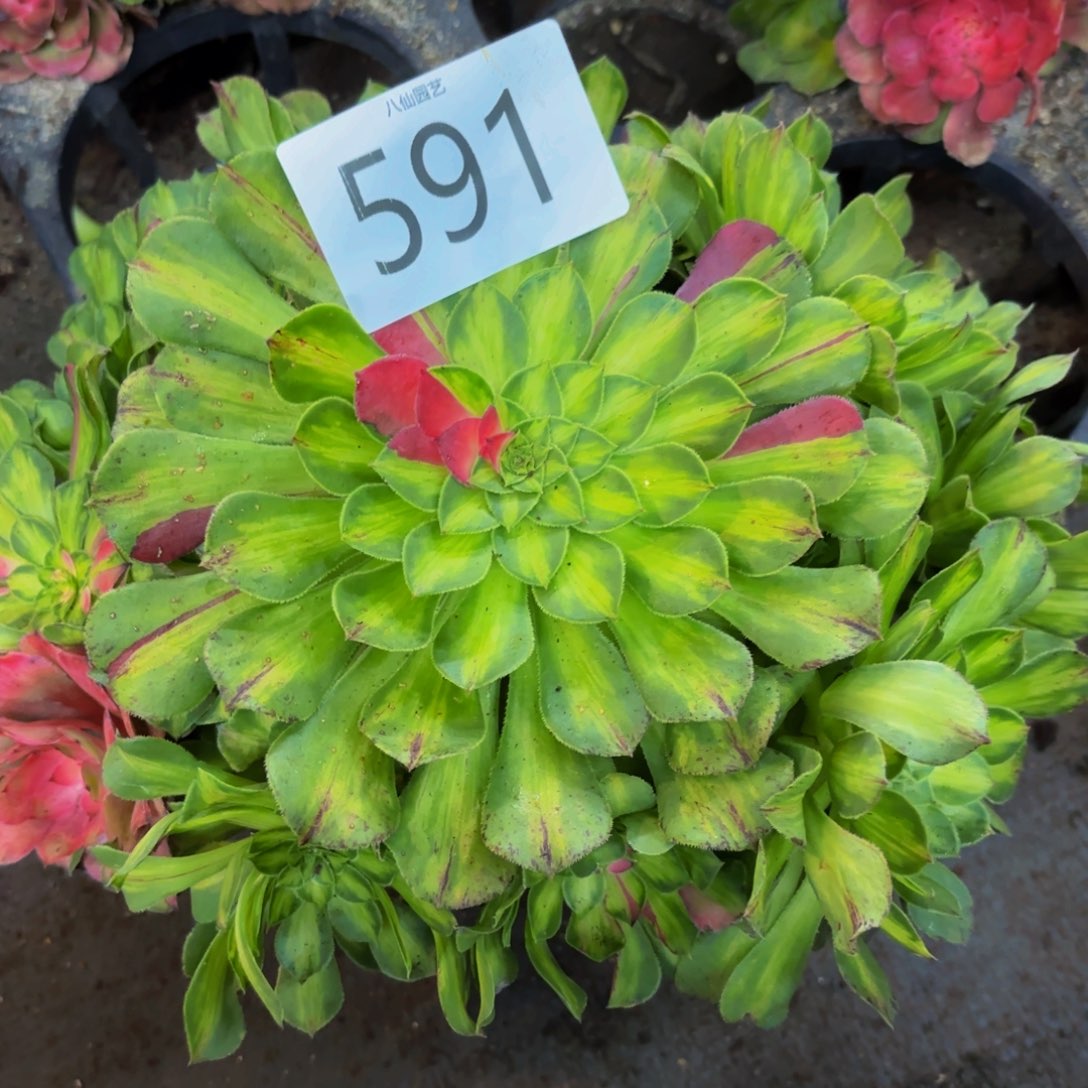 591多肉植物知否福利