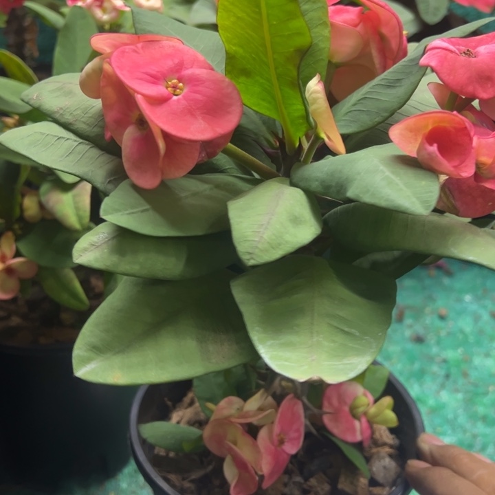 泰品扦插一物一拍