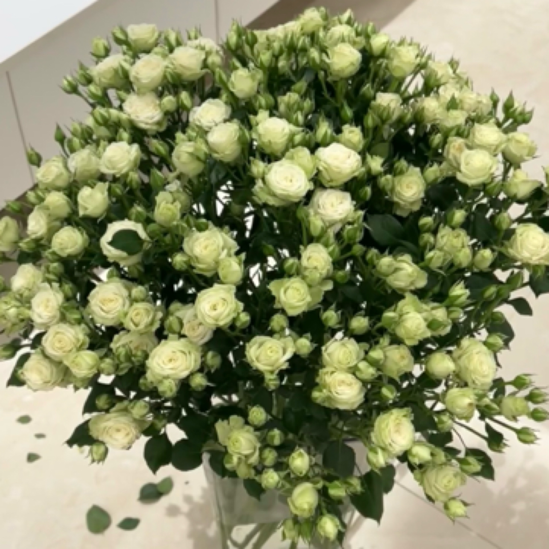 【只发新疆】繁星泡泡多头玫瑰10支