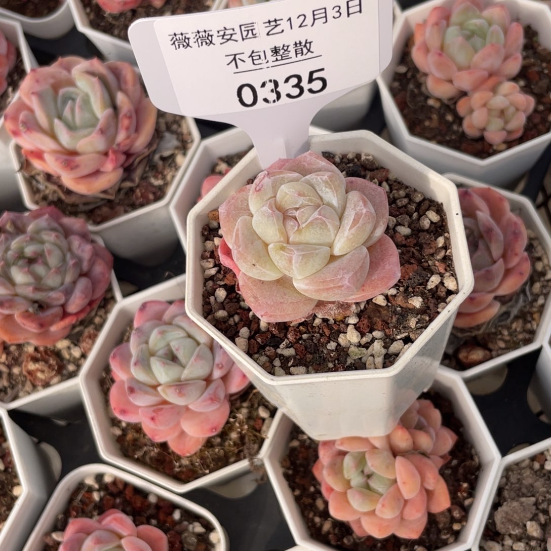 不包整散 盆子不售后0335