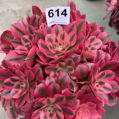 614女巫20厘米左右