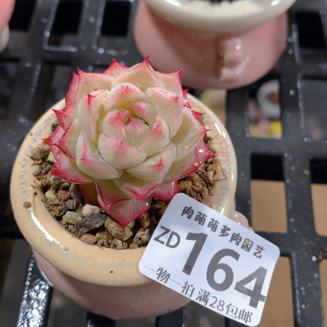 肉萌萌拇指盆精控多肉ZD164