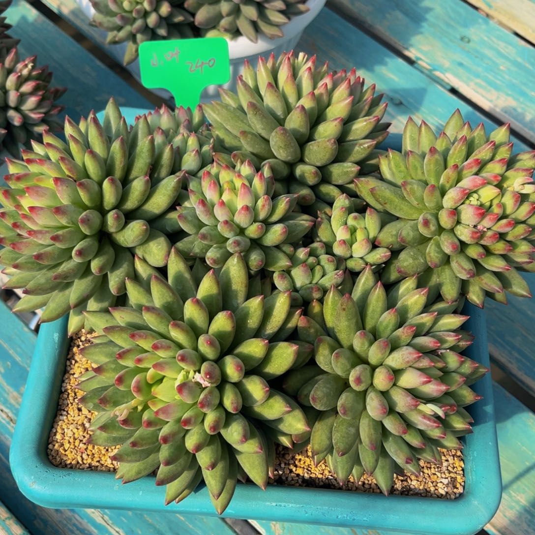 多肉植物一物一拍