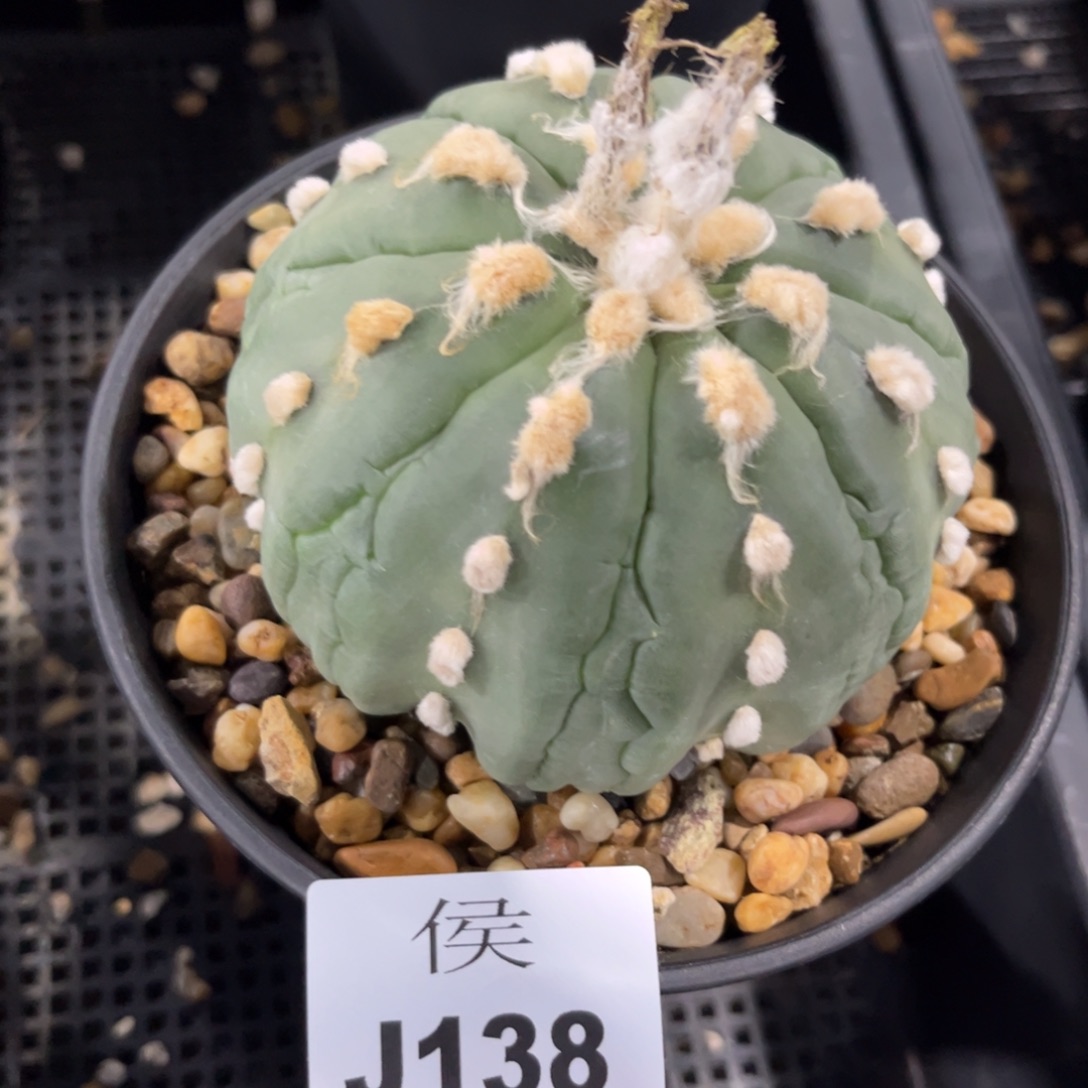 河****138泰系实生兜多肉植物