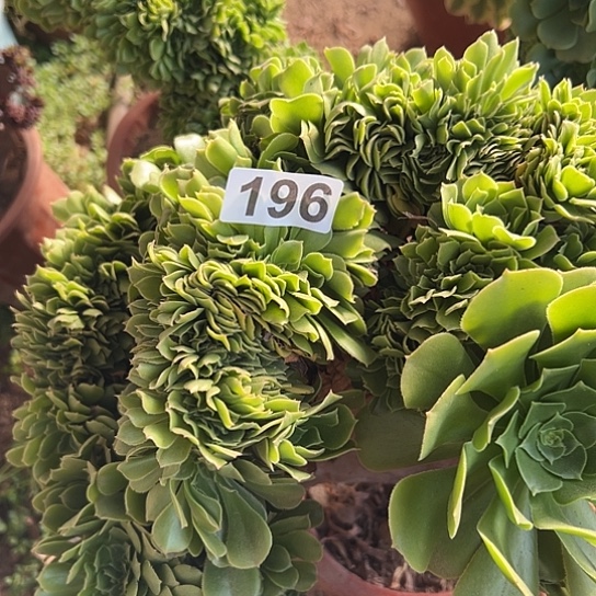 冬***雪多肉植物一个绿玫瑰