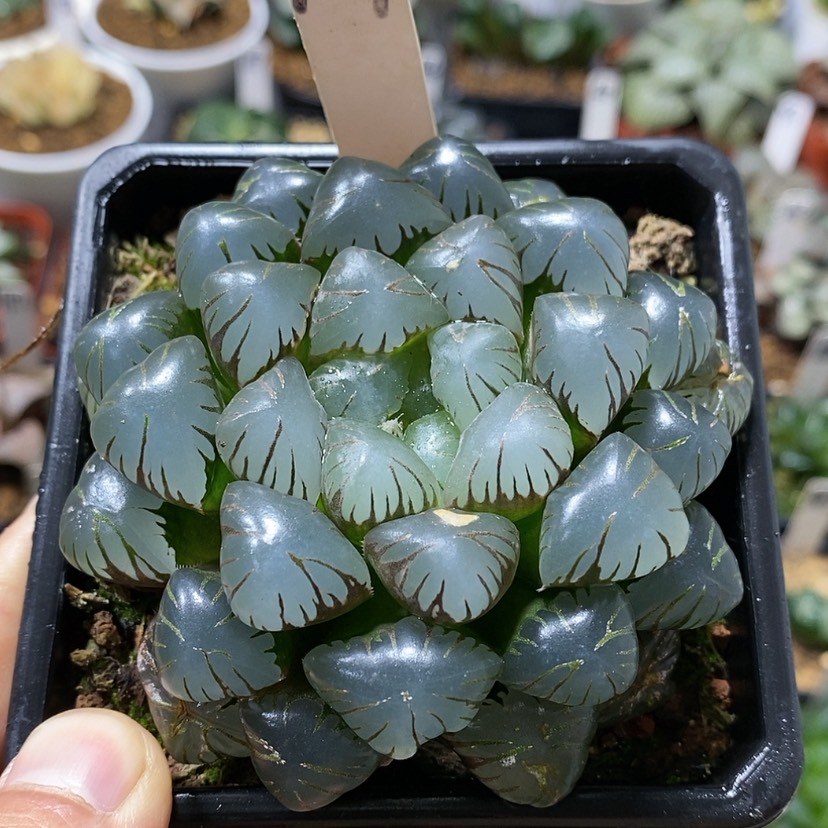 【闪购商品】109Ob母本