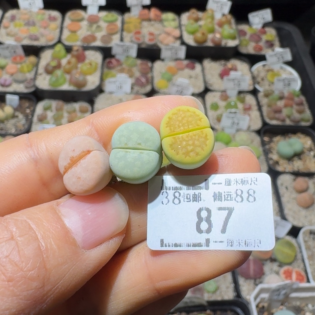 Sss清仓价可便宜了87