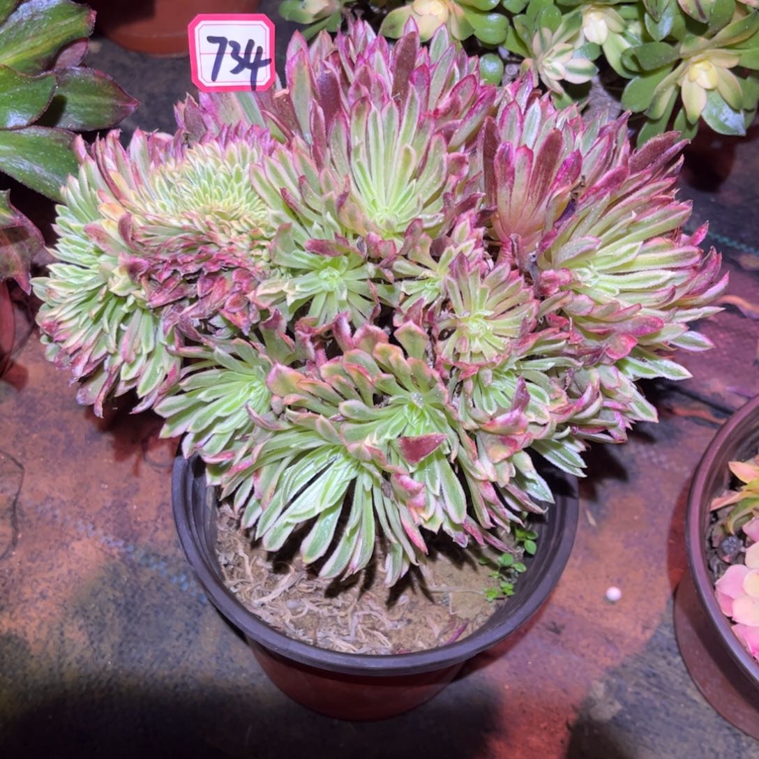 734多肉植物金丝菊朵朵缀化桩子修过