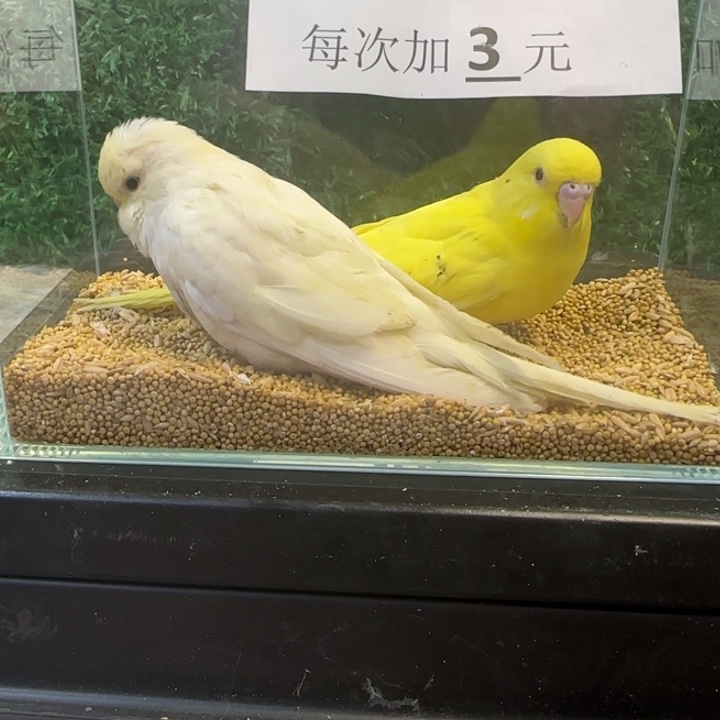 虎皮鹦鹉大头虎皮鹦鹉