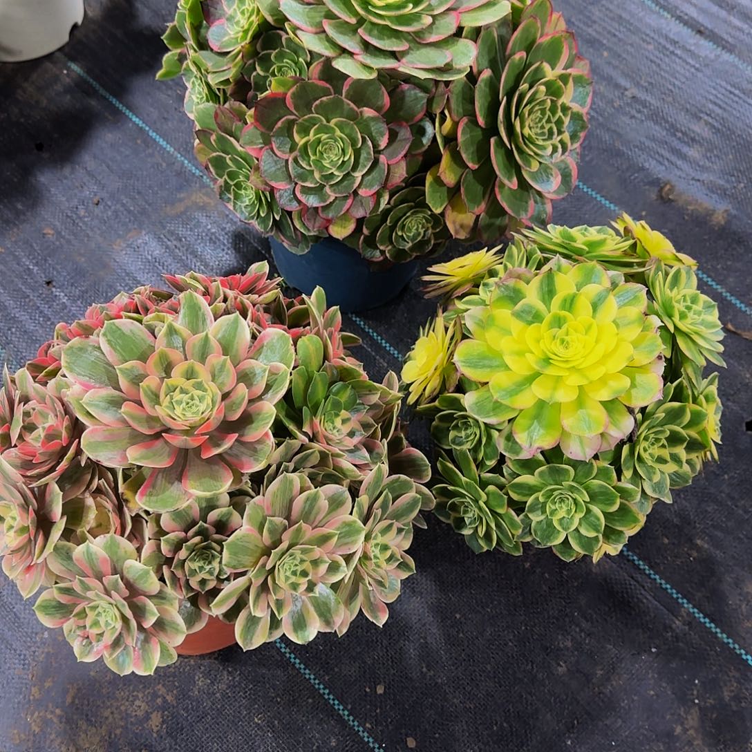 蝶****老庄法师5棵195.8