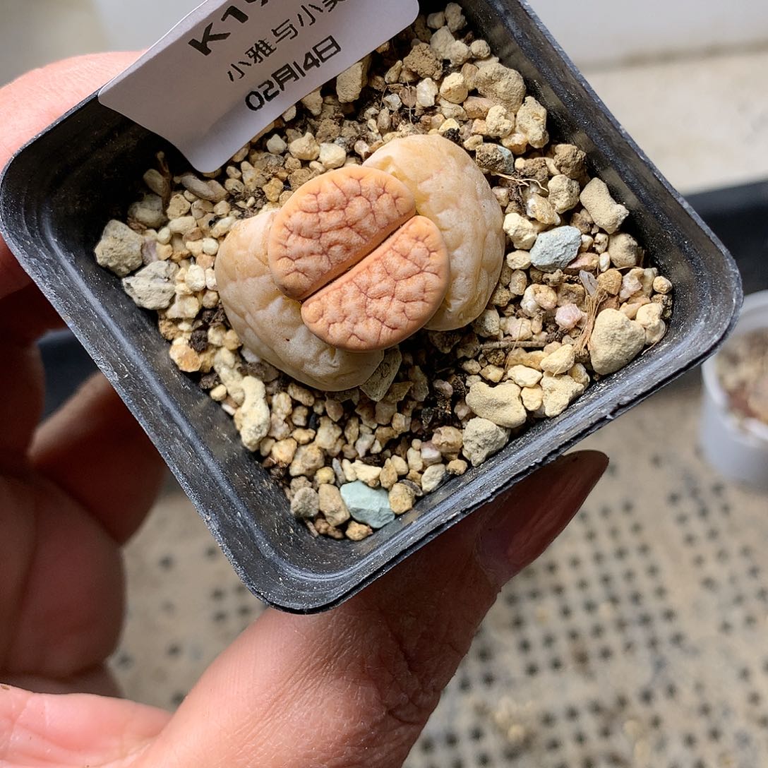 K19多肉植物保护