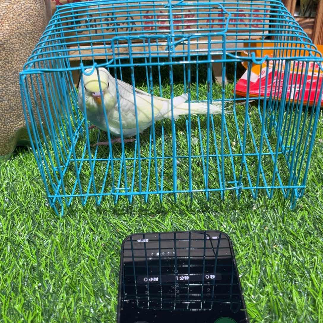 1***7虎皮鹦鹉金彩虎皮鹦鹉一只，一物一拍不退换竞拍