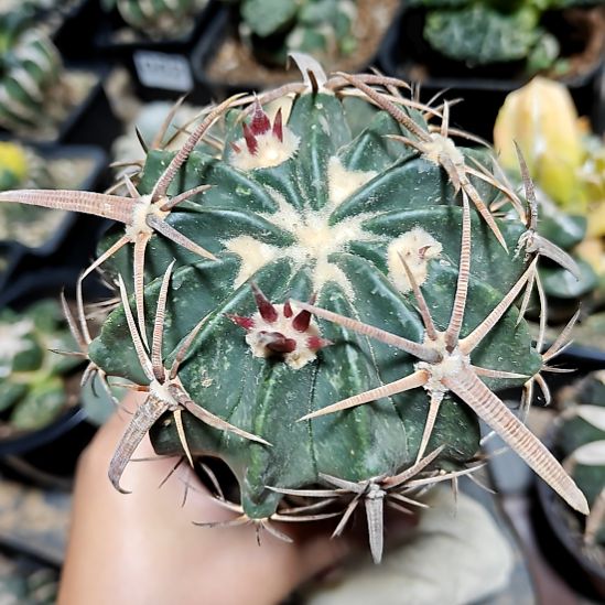 王凌波苗接238长剑9.5