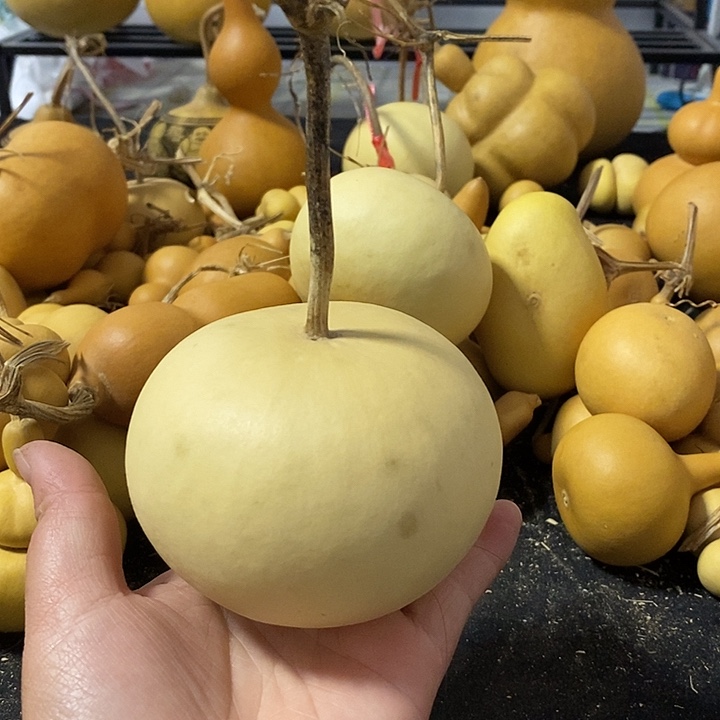 灿**光葫芦的颜色很好看啊