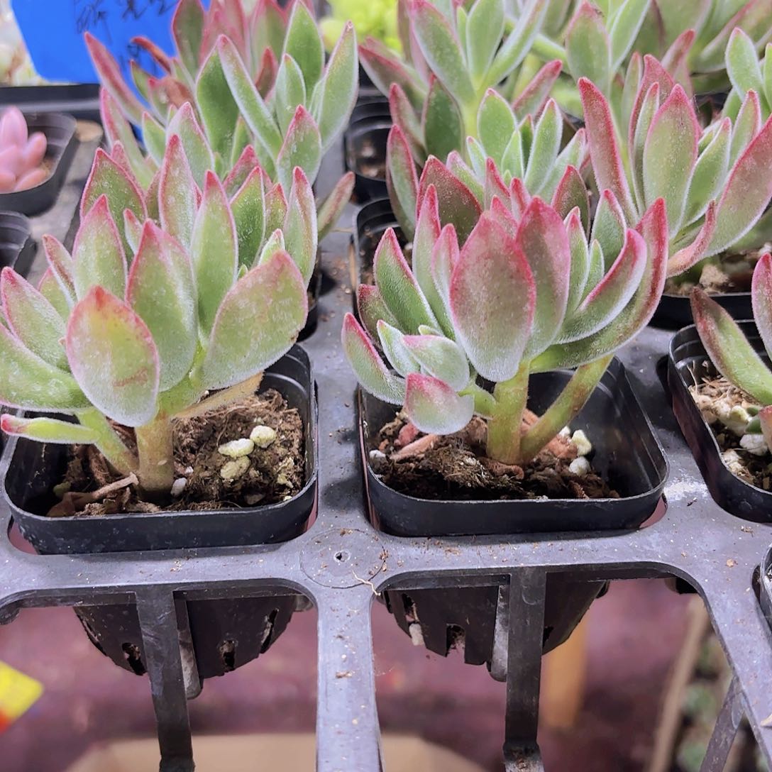 精品锦晃星多肉植物