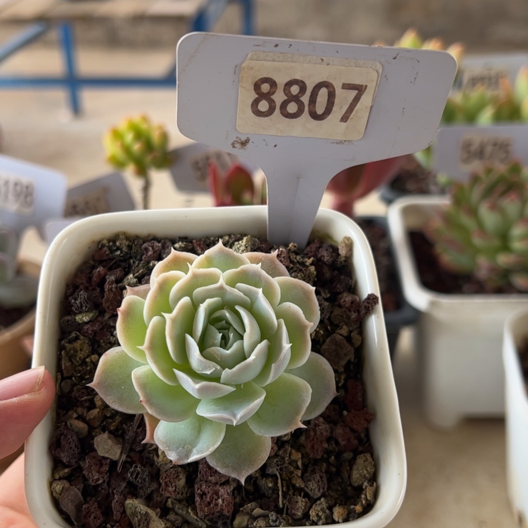 【闪购商品】月影。 8807。11111111