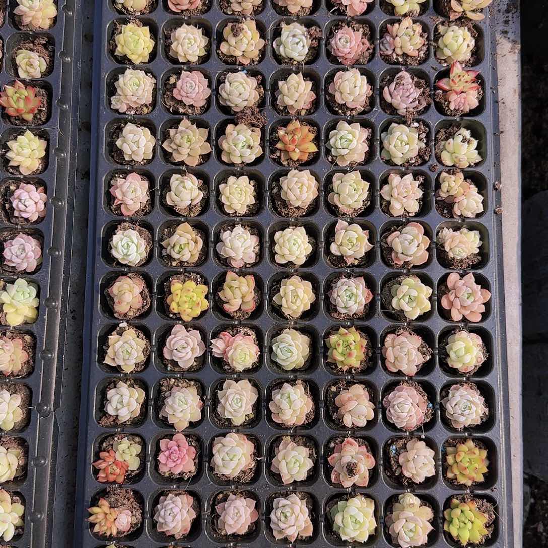 直播一物一拍多肉97