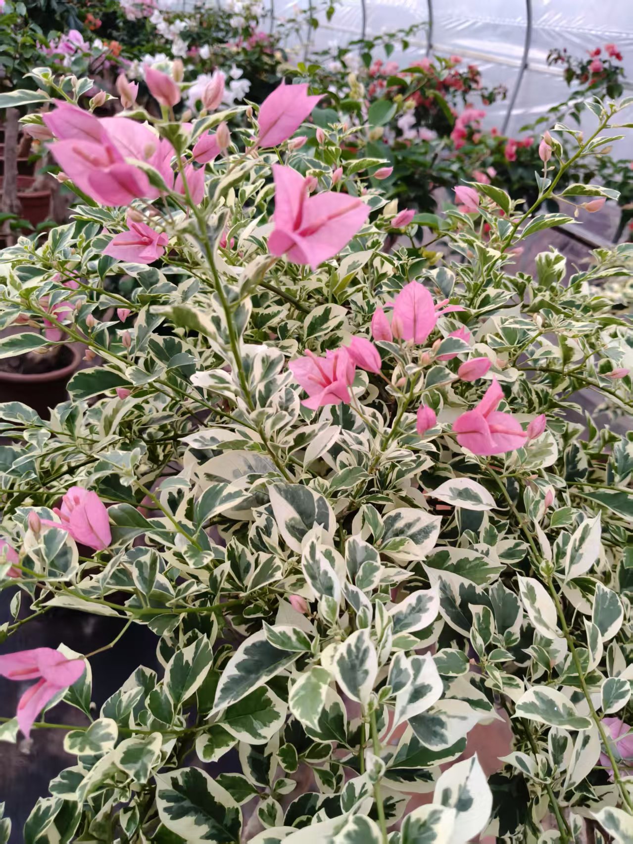 三角梅盆栽四季五彩花卉适合室内桌面绿植