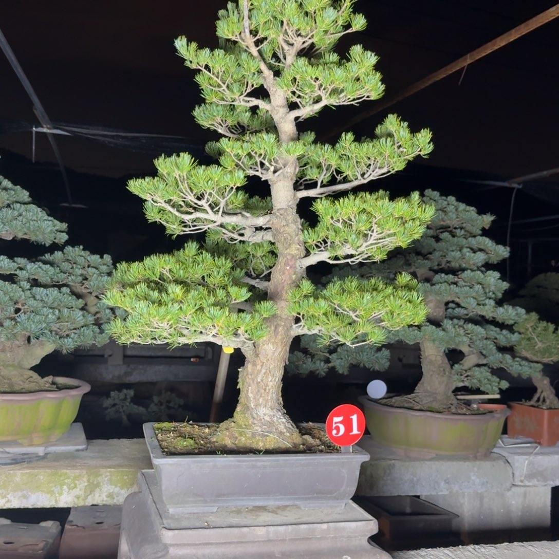 流***生无花朵51号松树松树松树松树松树松树松树松树